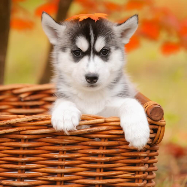 kosz lezanka dla psa